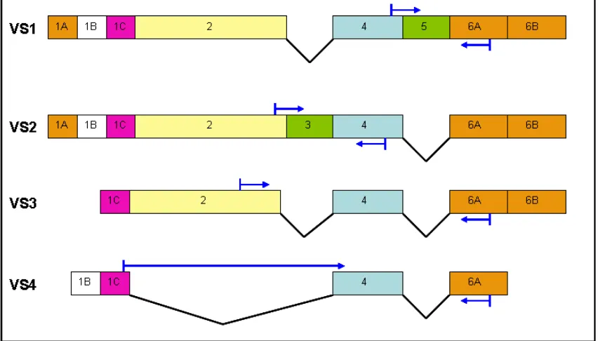 Figura 7. Representació esquemàtica de les 4 VS de BChE. Les fletxes blaves indiquen la situació dels 