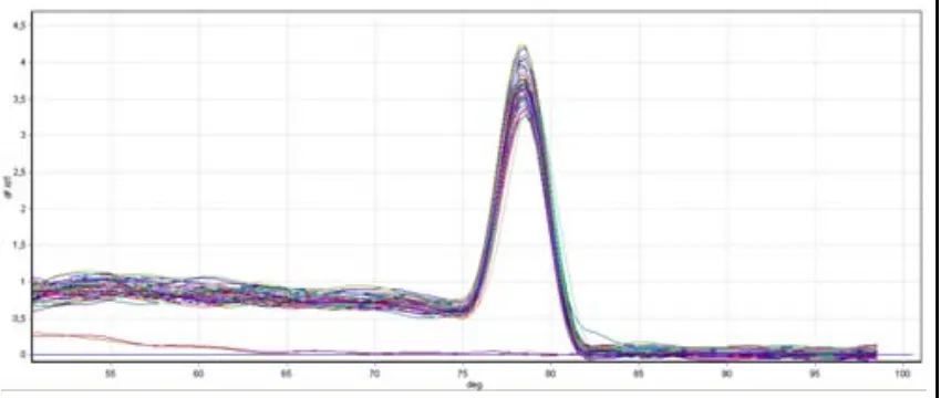 Figura 8. Exemple del gràfic l’anàlisi de fusió (“melting”) de VS3 de BChE proporcionat pel software del Rotor Gene 6000