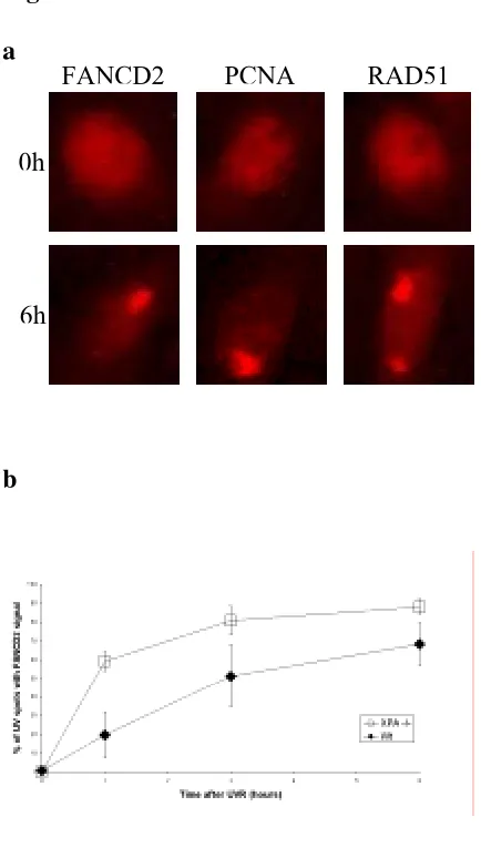 Figure 2: a FANCD2