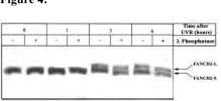 Figure 4:  