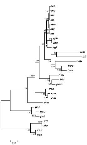 Figure 3.2: Phylogenetic relationships between the 31 γ-proteobacterial genomes inferred by maximum likelihood using Tree-Puzzle 5.2 and a concatenated alignment of amino acid sequences from the proteins encoded by rpoC, rpoB, rho, rpoA, rpsC, rpsD, nusG, 