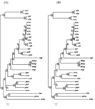 Figure 3.5: Phylogenetic relationships between 31 γ-proteobacterial genomes inferred from breakpoint distances with Fitch-Margoliash (A) and Neighbor Joining (B) methods
