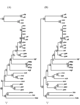 Figure 3.6: Phylogenetic relationships between the 31 γ-proteobacterial genomes inferred from inversion distances with Fitch-Margoliash (A) and Neighbor Joining (B) methods