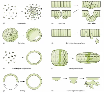 Figure 1. Actions during epithelial morphogenesis 
