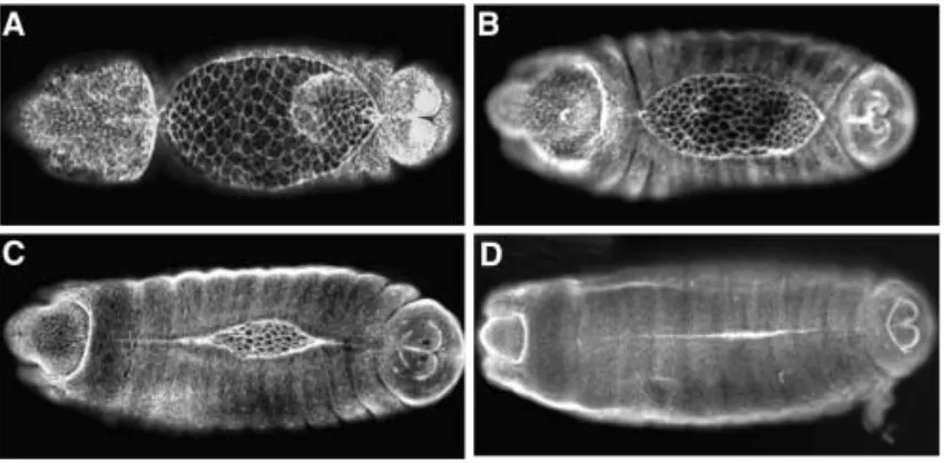 Figure 6. Dorsal closure (DC) of the Fig. 1 Dorsal closure (DC) of the Drosophila embryo