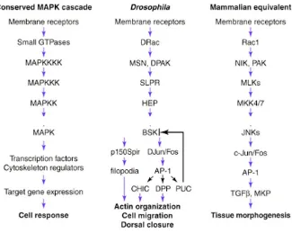 Figure 7. JNK signaling in Drosophila and Mammals 