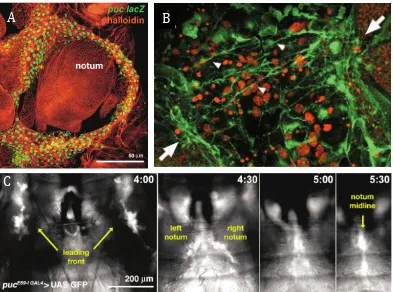 Figure 8. Eversion and Thorax fusion in the larval epidermis by PS cells undergoing a pseudo-Drosophila 