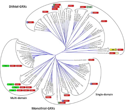Fig. 4. Classification of GRXs based on phylogeny, active site and domain structure. Abbreviations used for non-GRX domains: M- mitochondrial signal peptide (blue boxes), P- plastid targeting sequence (dark green), SNR- sulfonucleotide reductase (yellow), 