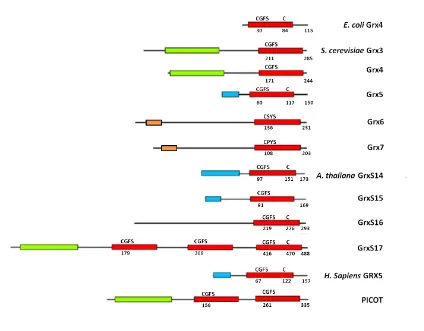Fig. 5. Domain structure of monothiol GRXs from different organisms. The position and size of mitochondrial/plastid targeting sequences (blue boxes) and GRX (red), TRX-like domains (green) and the transmembrane domain (orange) is indicated