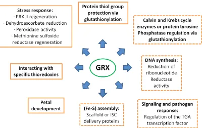 Fig. 6. Conﬁrmed and proposed roles for plant GRXs. Established functions are on the left within plain frames