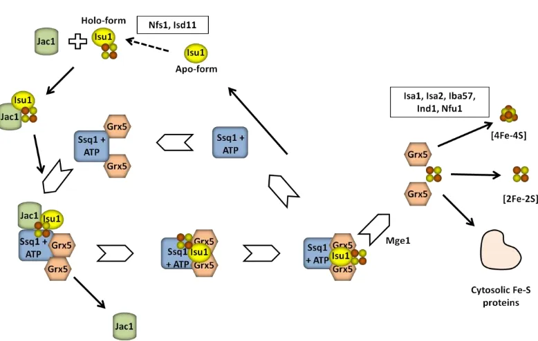 Fig. 10. Working model for the roles of the mitochondrial chaperone Ssq1-Jac1 and the glutaredoxin Grx5 in Fe-S protein maturation in eukaryotes