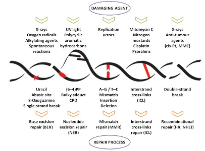 Fig. 11. nDNA repair mechanisms. Adapted from Gredilla et al. (2012).