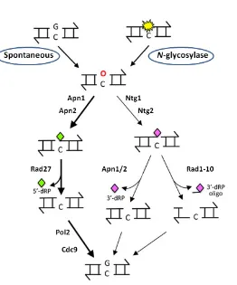 Fig. 12. The BER pathway. Adapted from Boiteux & Jinks-Robertson (2013).