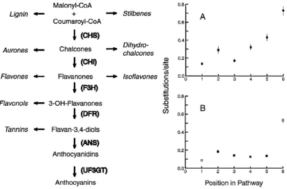 Figura 3.  Anàlisi de la ruta de biosíntesi de les antocianines. Antirrhinum majus  Esquerra:  Estructura de la via