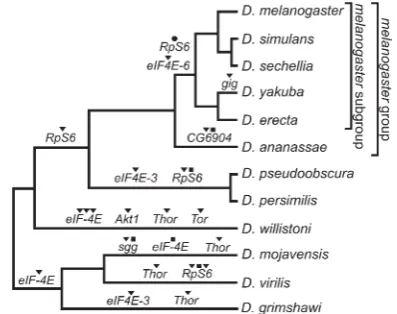 Table S2).All the IT pathway genes studied have orthologs in all 12genes, which belong to a seven-member paralogous group (Table1), may be either nonfunctional or negative IT signaling regulators(Hernandez et al
