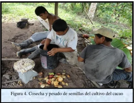 Figura 4. Cosecha y pesado de semillas del cultivo del cacao