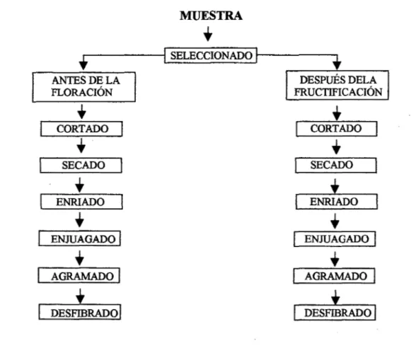 FIGURA  N1 6:  ACONDICIONAMIENTO  Y  OBTENCIÓN DE  FIBRA  DE LA HOJA  DE  PLÁTANO  (Musa paradisiaca) 