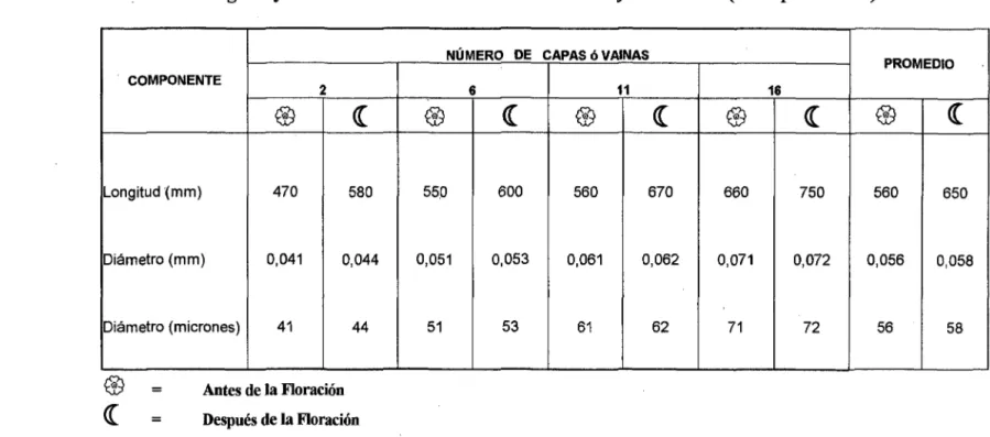 CUADRO Nº 12 :  Longitud  y  Diámetro Determinado de la Fibra de Hoja de Plátano  (Musa paradisi,aca)  