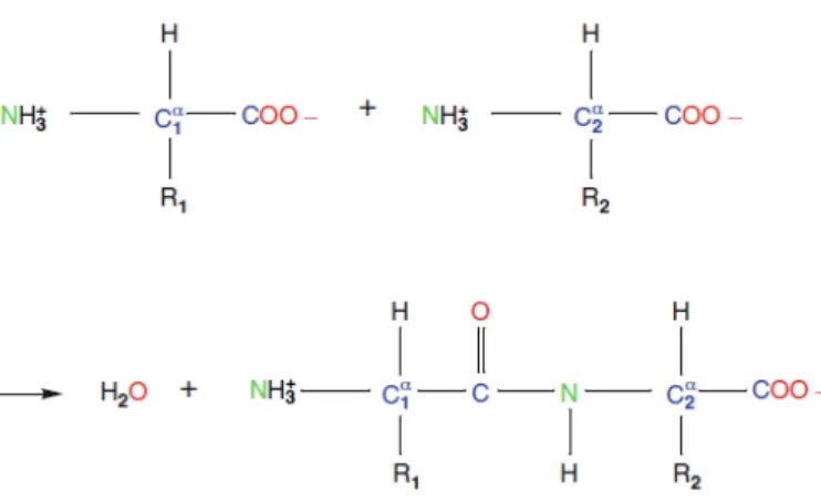 Figura 1.2: La formaci´ on de un p´ eptido por la uni´ on de dos amino´ acidos.