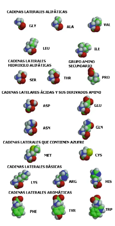 Figura 1.6: Los modelos de estructura llena de los 20 amino´ acidos naturales con pH neutro (pH de 7).