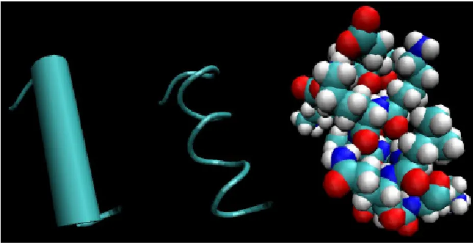 Figura 1.8: La estructura α−helice, presenta tres diferentes representaciones.