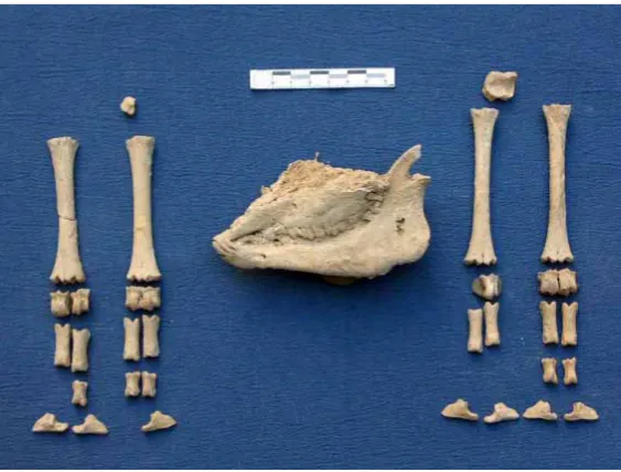 Figura 4.4: Fotograﬁa de les restes d’ovella del DP 8356. S’aprecia la connexióanatòmica del crani.