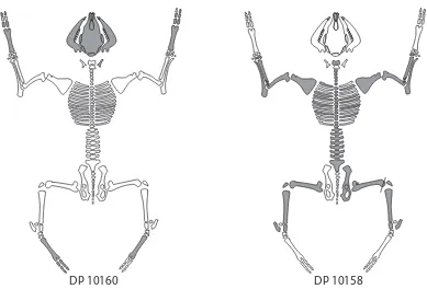 Figura 4.7: Representació anatòmica dels dipòsits d’ovella més antics de l’espai 10(DP10158 i DP 10160).