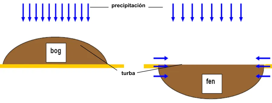 Figura Nº 1.6.  Clásica diferencia entre bog (turberas ombrotróficas) y fens (turberas minerotróficas)  