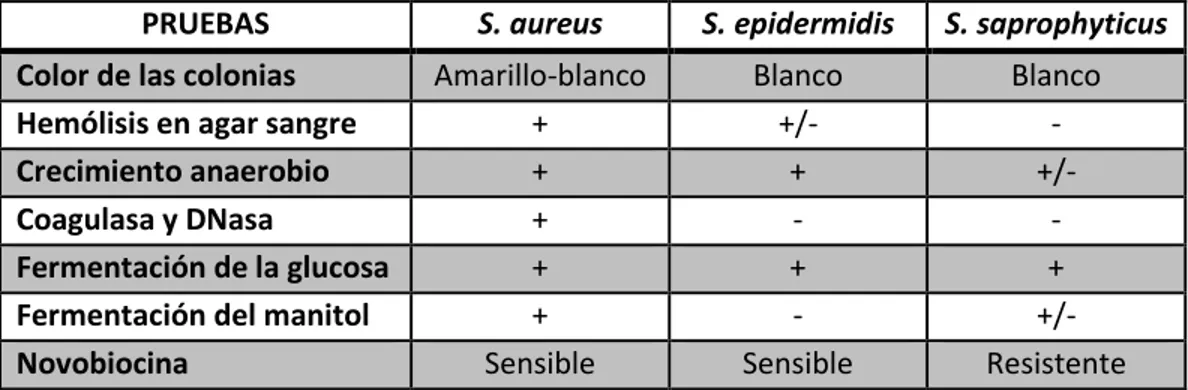 Tabla  1.  Diferenciación  de  especies  clínicamente  importantes  del  género  Staphylococcus