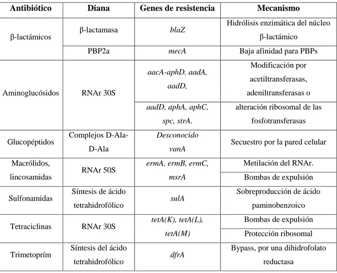 Tabla 2. Mecanismos de resistencia a los antibióticos en S. aureus y genes  asociados