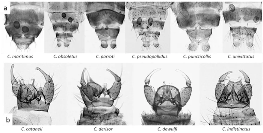 Figura 7. a. espermateques femenines de diferents espècies de Culicoides;  b. genitalies masculines de 