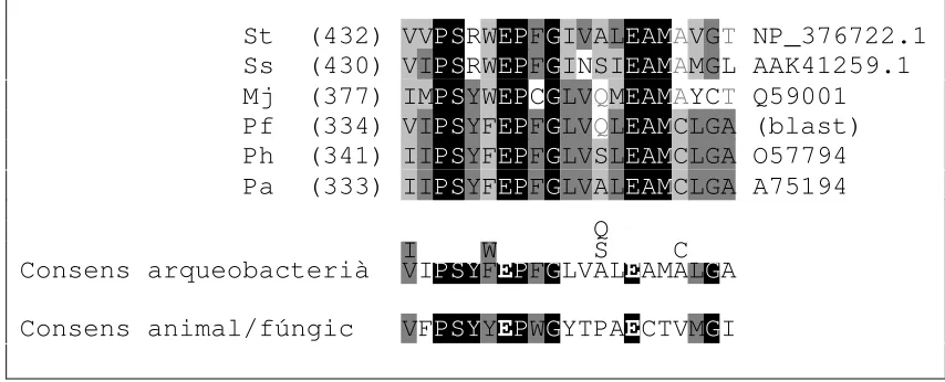 Fig. 1.2. Fragment de l’alineament múltiple de les G(M)S d’arqueobacterispredites al voltant del motiu E-X7-E