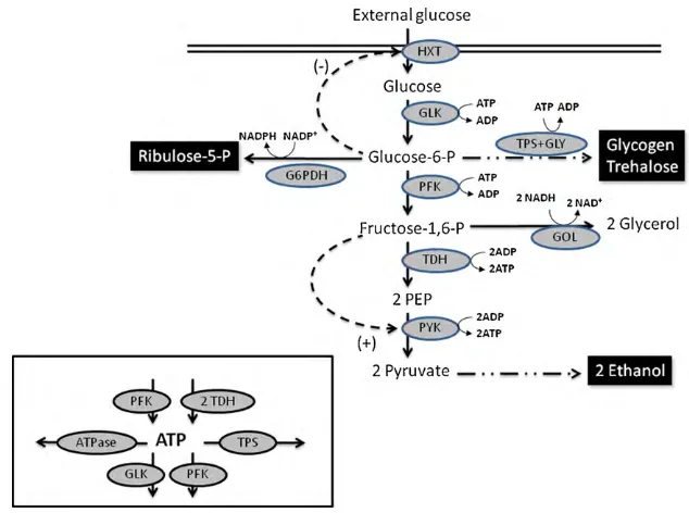 Fig. 2. Schematic representation of the central metabolism of yeast. Details are discussed in previous papers (Polisetty et al., 2008; Vilaprinyo et al., 2006; Voit andRadivoyevitch, 2000)