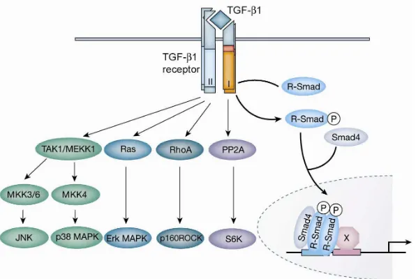 Figure 10.  Non-Smad pathways of TGF-β1 signaling. Apart from Smad signaling 