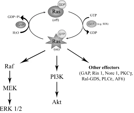 Figure 11. Ras activation and its effector proteins. (ERK, extracellular signal regulated kinase; GAP, GTPase-activating protein; GEF, guanine nucleotide exchange factor;GDP, guanosine diphosphate; GTP, guanosine triphosphate; MEK, mitogen-activated protein kinase kinase; PI3K, phosphatidylinositol 3-kinase; PKCg, 
