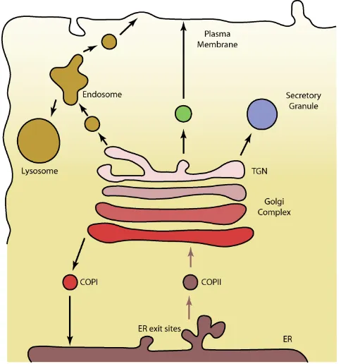 Figure 1: Classical secretory transport routes in eukaryotic cells  (Malhotra and Campelo, 2011; modified)