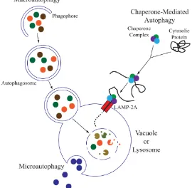 Figure 3: Three main types of autophagy  (Lynch-Day and Klionsky, 2010). Three main degradative routes of autophagy have been de-scribed