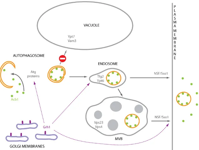 Figure 6: Proposed model for the unconventional secretion of Acb1 (adapted from: Duran et al., 2010)