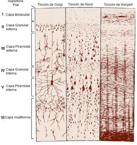 Figura  4.  Se  observa  la  morfología  y  ubicación  espacial  de  las  seis  capas  de  la  corteza cerebral (tinción de Golgi, Nissl y Weigert) (Kandel, 2000)
