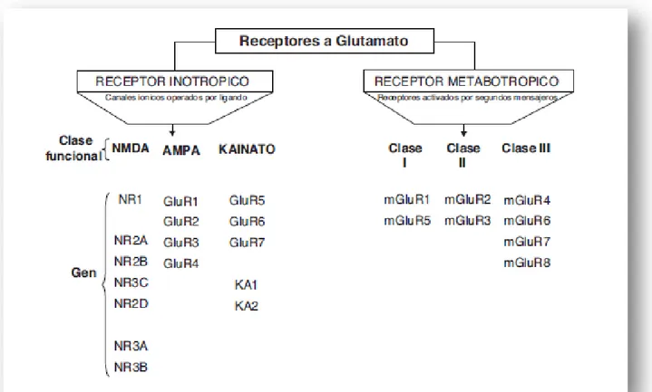 Figura 7. Clasificación de los receptores a glutamato (Flores, 2011) 