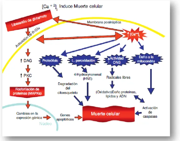 Figura 10. Representación esquemática de la muerte celular. La consecuencia de la excitotoxicidad es la  apoptosis  o  muerte  celular