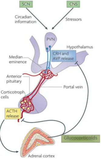 Figure 1.  Hypothalamic-pituitary-adrenal axis. Source: Lightman and Conway-Campbell (2010)