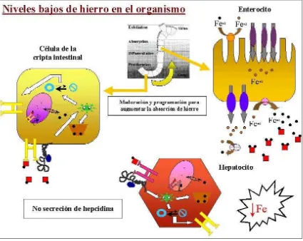 Figura 12. Modelo de absorción y metabolismo del hierro en situación de Hemocromatosis Hereditaria, según la hipotésis 2