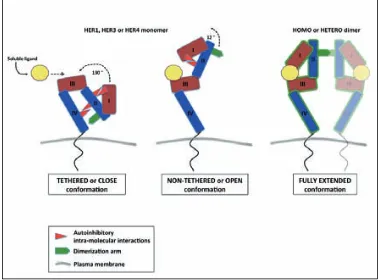 Figure 4. Dimerization process upon binding of a soluble ligand. In the case of HER1, HER3 or HER4, binding of the ligand (yellow) promotes the interaction between the domains I and III of the receptor and induces an outward rotation (142º)