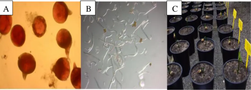Figura  3:  Unidades  de  análisis  A:  Hembras  de  Meloidogyne, B  J2,  (juveniles  infectivos  provenientes de cultivos puros), C: Macetas con plántulas de Sacha inchi