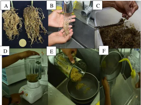 Figura  9.  Proceso  de  extracción  de  huevos  A  (raíces  infestadas  con  M. 
