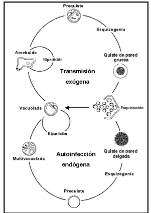 Figura 3.  Ciclo propuesto por Singh et al. (1995). 