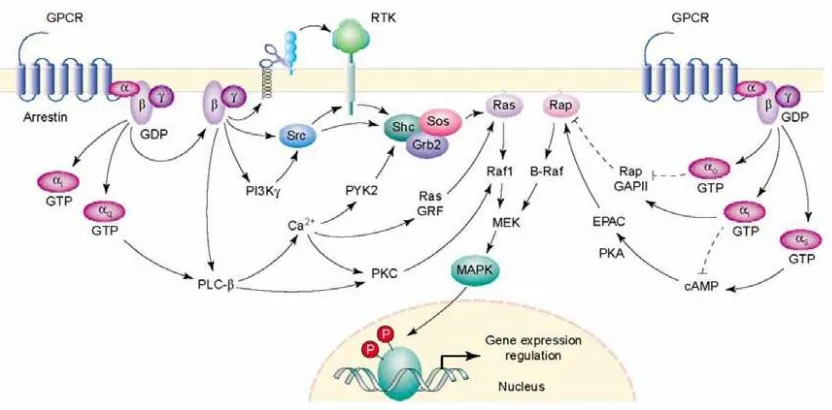 Figura 4. Representación de algunas de las vías que enlazan los GPCR con la vía de las MAPK 