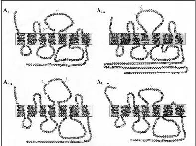 Figura 16. Estructura de los receptores de adenosina humanos 