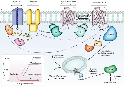 Figura 6. Transducción de señal en los receptores acoplados a proteína G. (Extraído de Rosenbaum et al